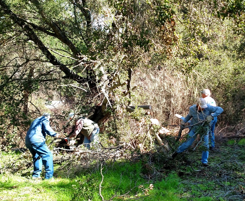 Removing fallen oak tree branch debris.